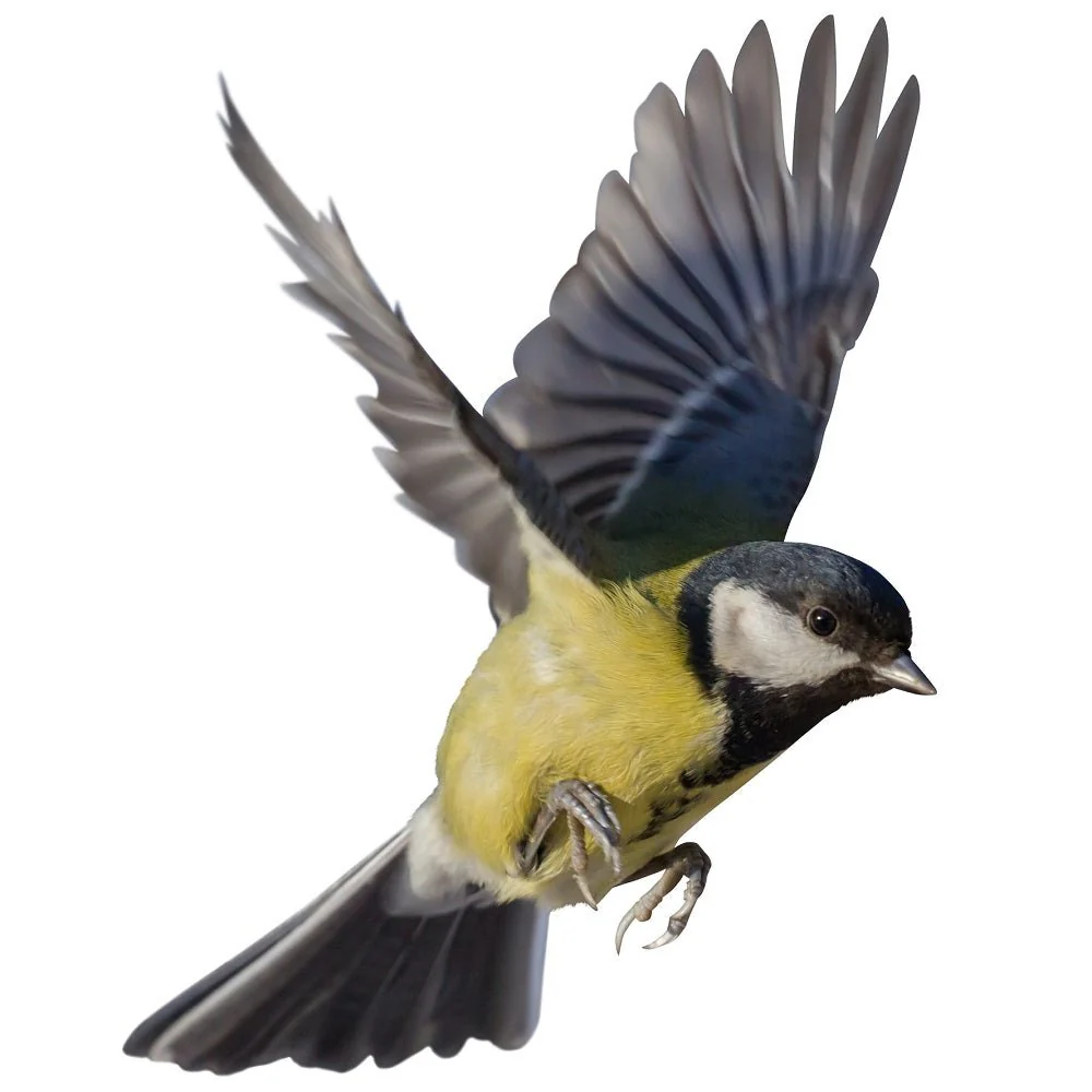 Flying Great Tit Bird Fabric Panel