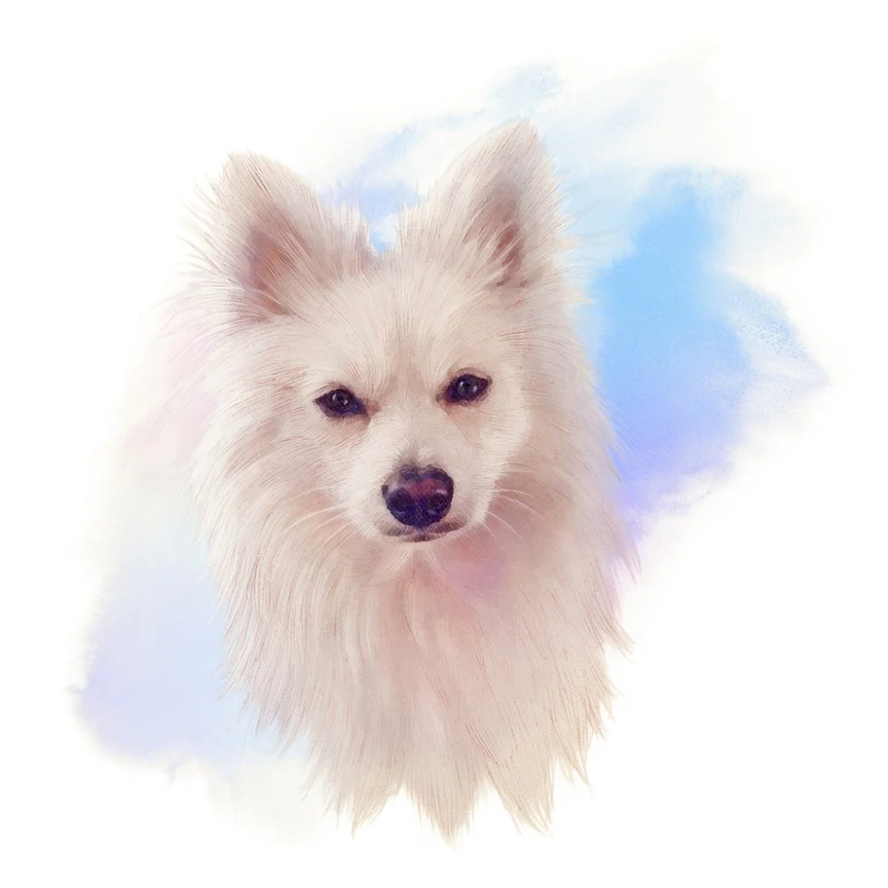 German Spitz Mittel Portrait Fabric Panel