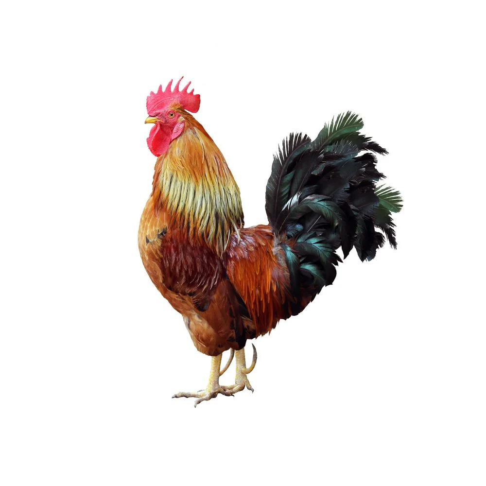 Picturesque Rooster  Fabric Panel