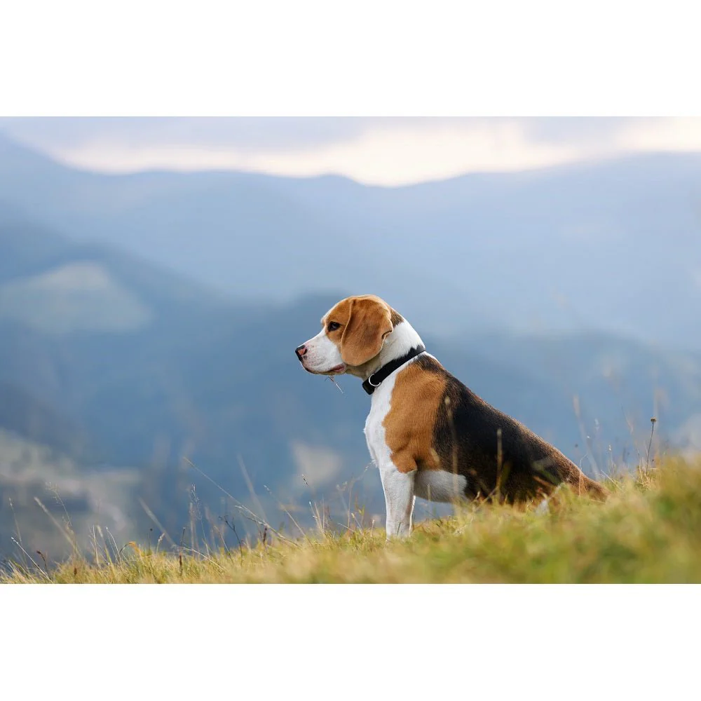 Realistic Beagle with Mountain Fabric Panel