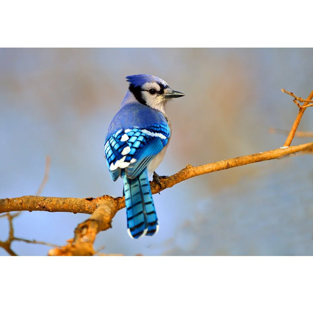 Realistic Blue Jay in Tree Fabric Panel