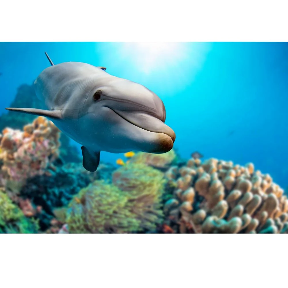 Realistic Dolphin Underwater on Reef Fabric Panel