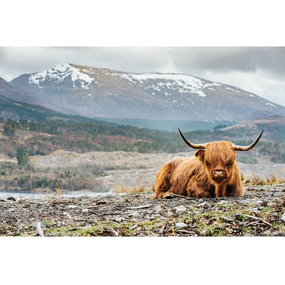 Realistic Highland Cow Lying Down Fabric Panel