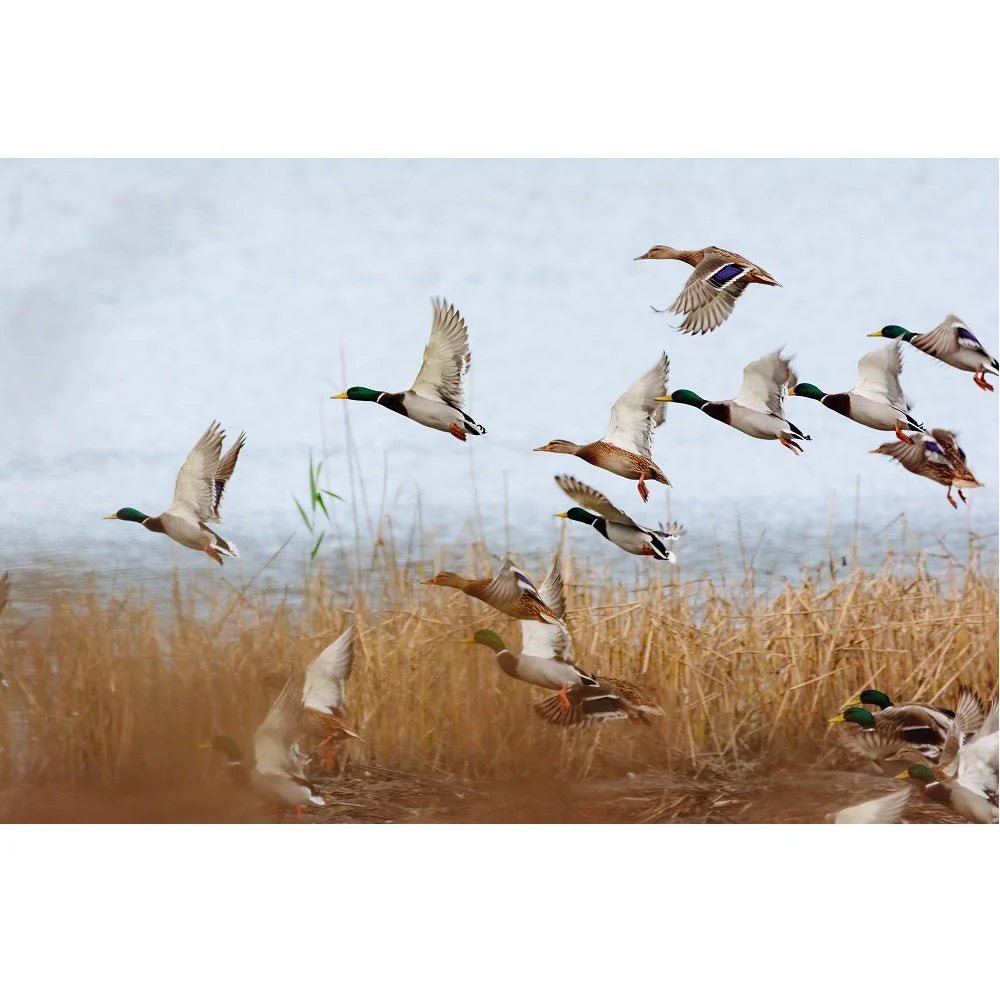 Realistic Mallards Flying Over Lake Fabric Panel