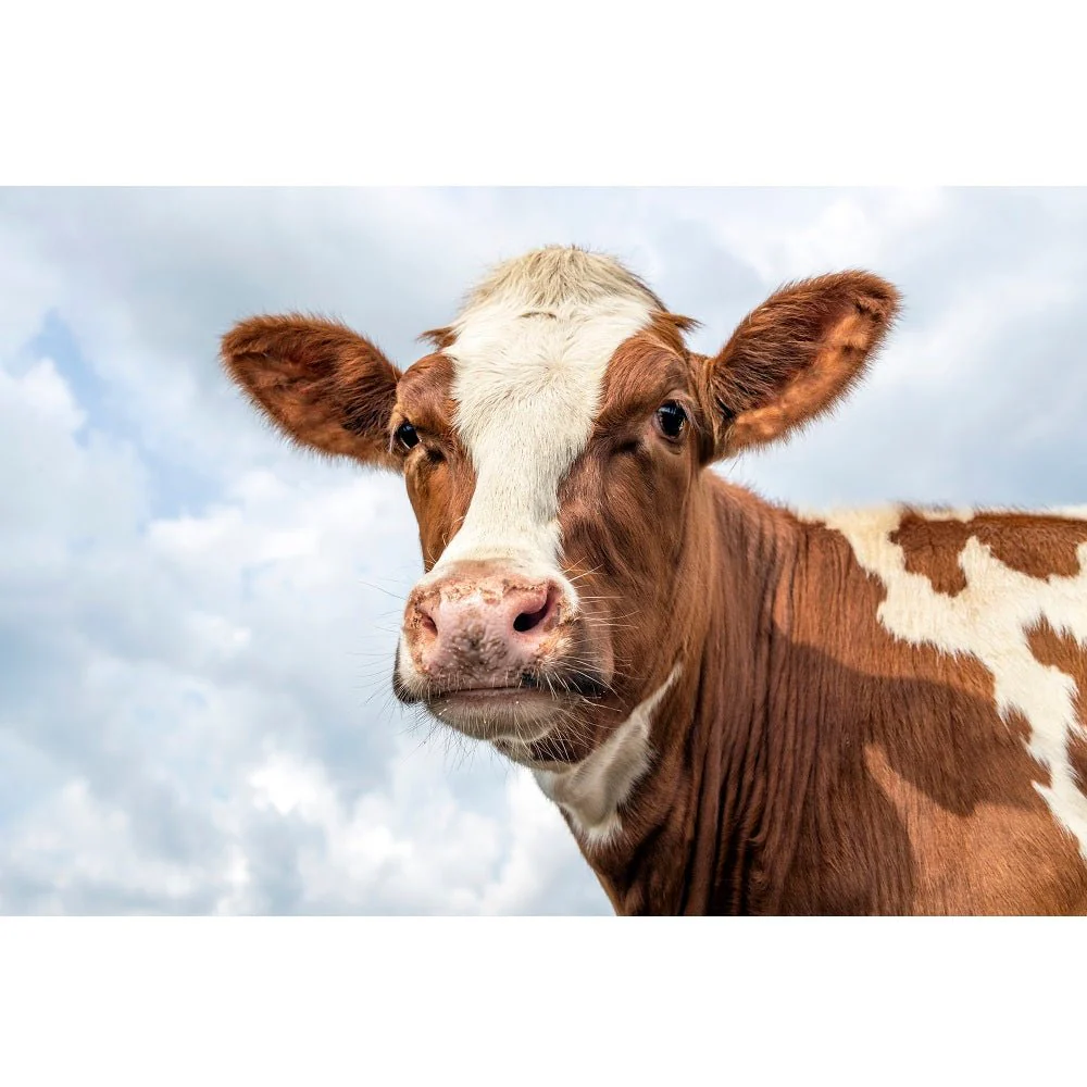 Realistic Red Cow Fabric Panel